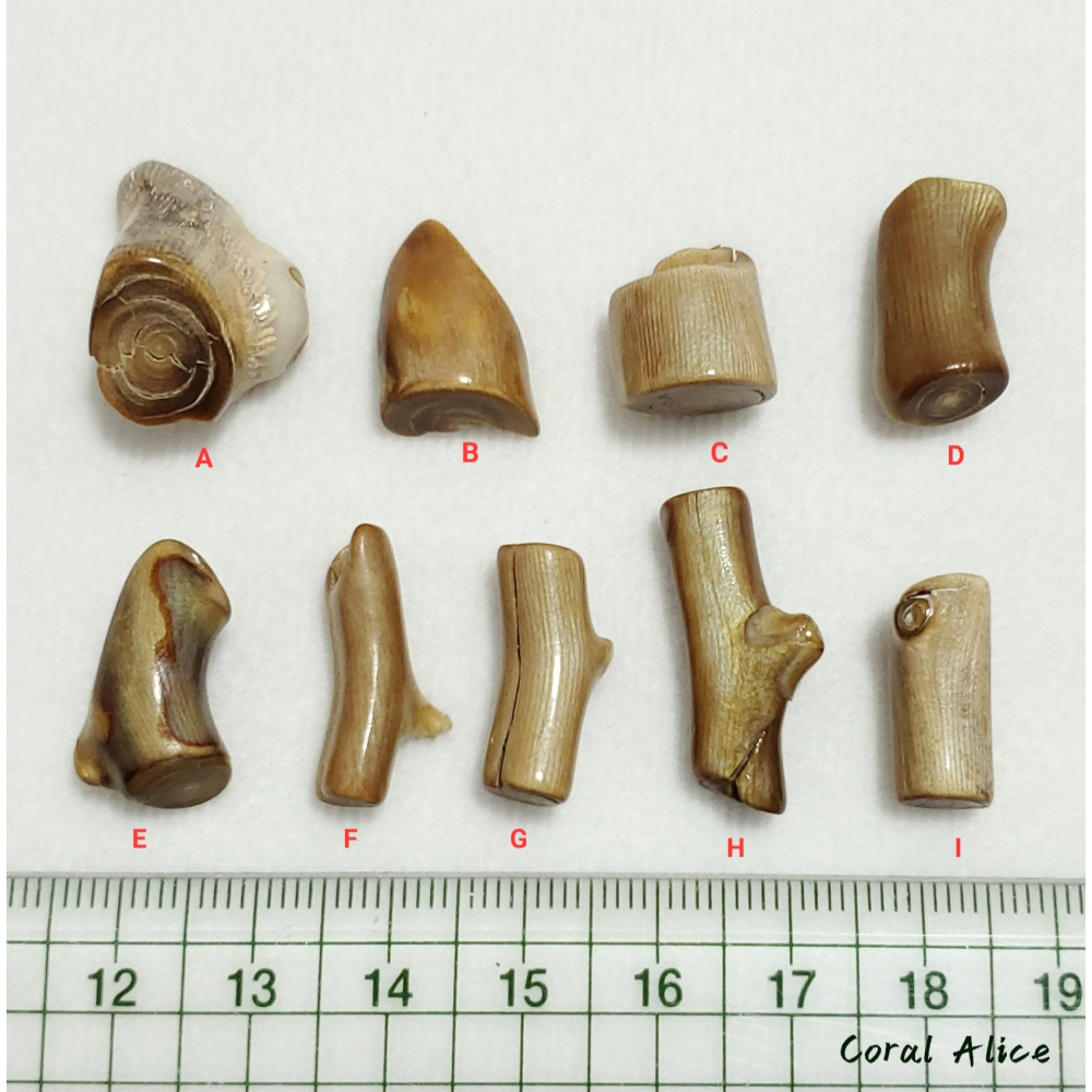 🌟Coral珊寶手作-天然夏威夷深水金珊瑚自然枝段 (無孔) CO2P1-172-細節圖11
