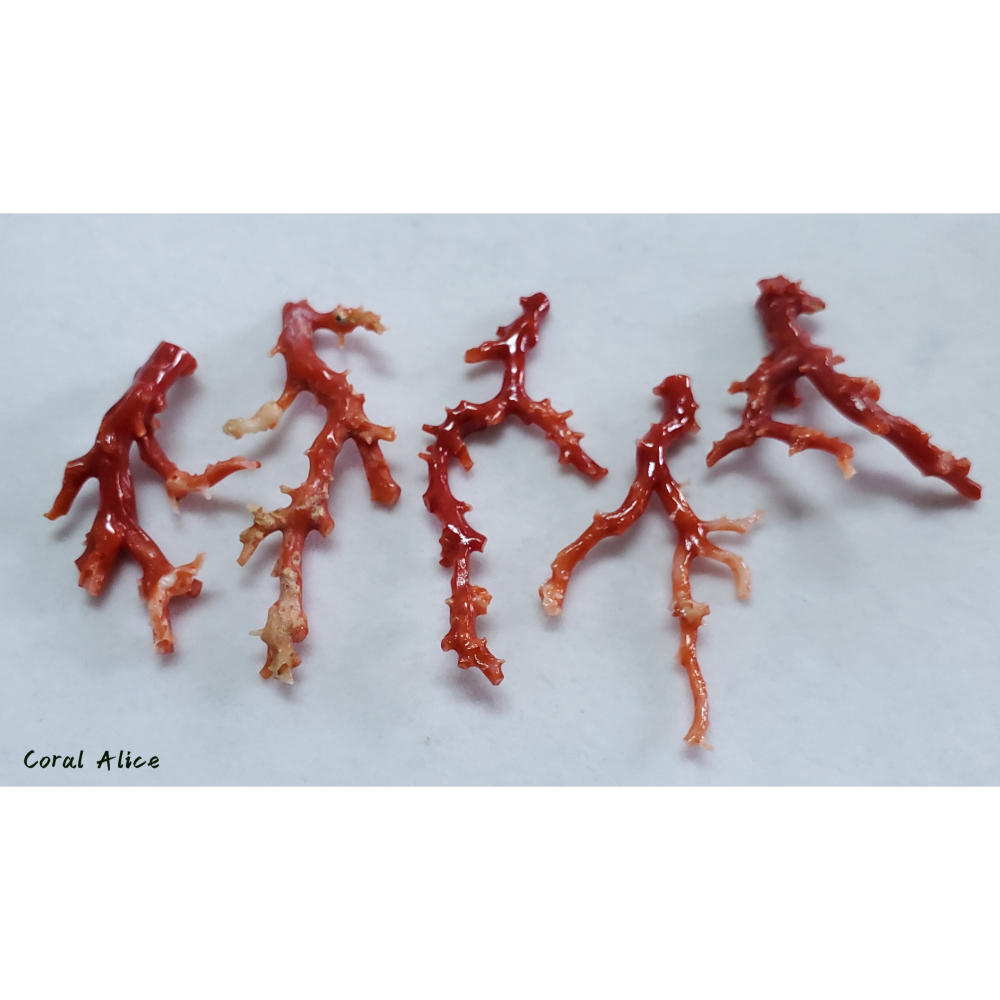 🌟Coral珊寶手作-天然阿卡珊瑚/紅珊瑚自然枝 CO2P1-759-細節圖6