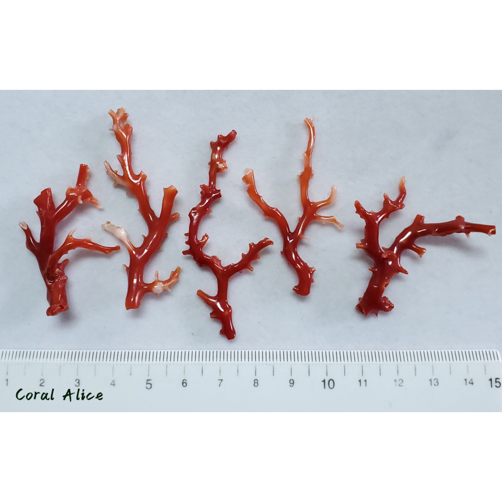 🌟Coral珊寶手作-天然阿卡珊瑚/紅珊瑚自然枝 CO2P1-759-細節圖7