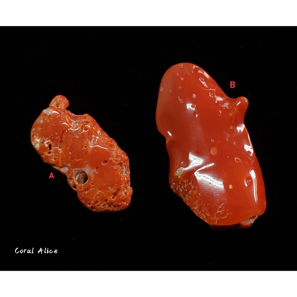 🌟Coral珊寶手作-天然MOMO珊瑚自然塊(帶蟲體) CO2P1-769-細節圖2
