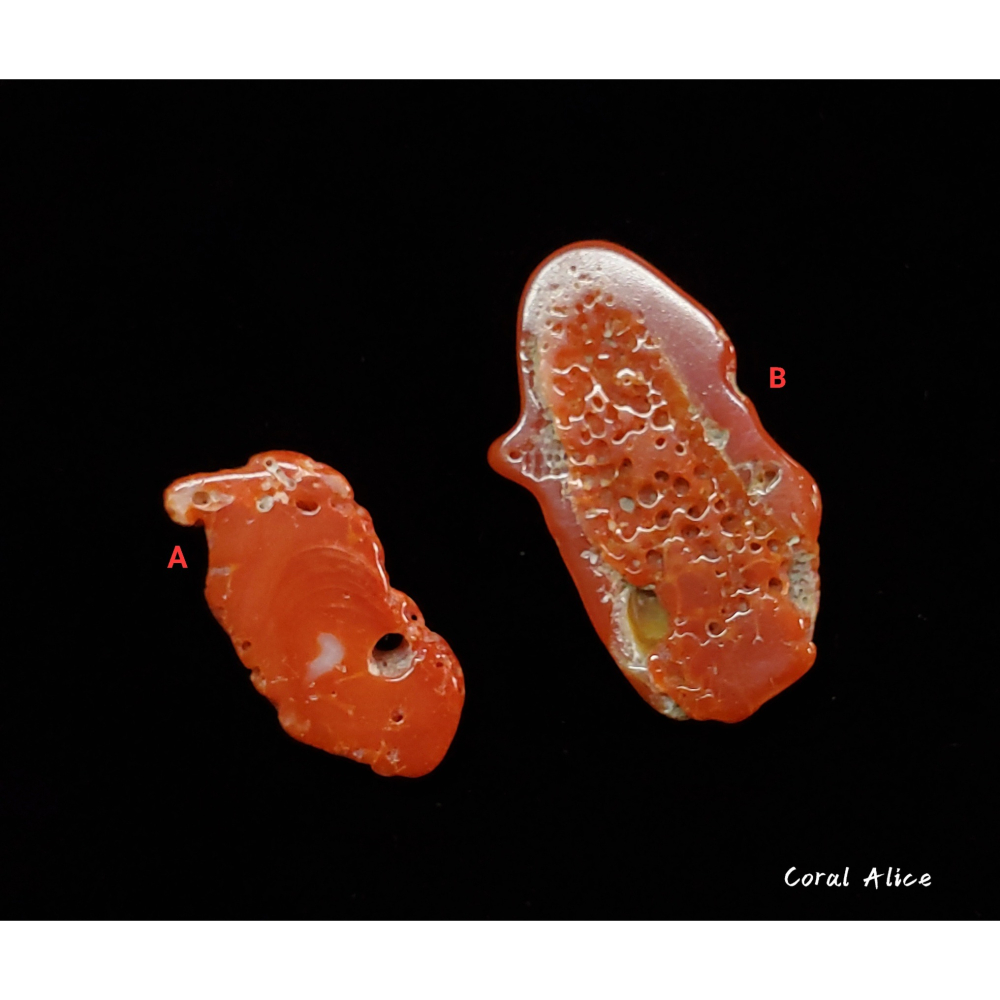 🌟Coral珊寶手作-天然MOMO珊瑚自然塊(帶蟲體) CO2P1-769-細節圖3