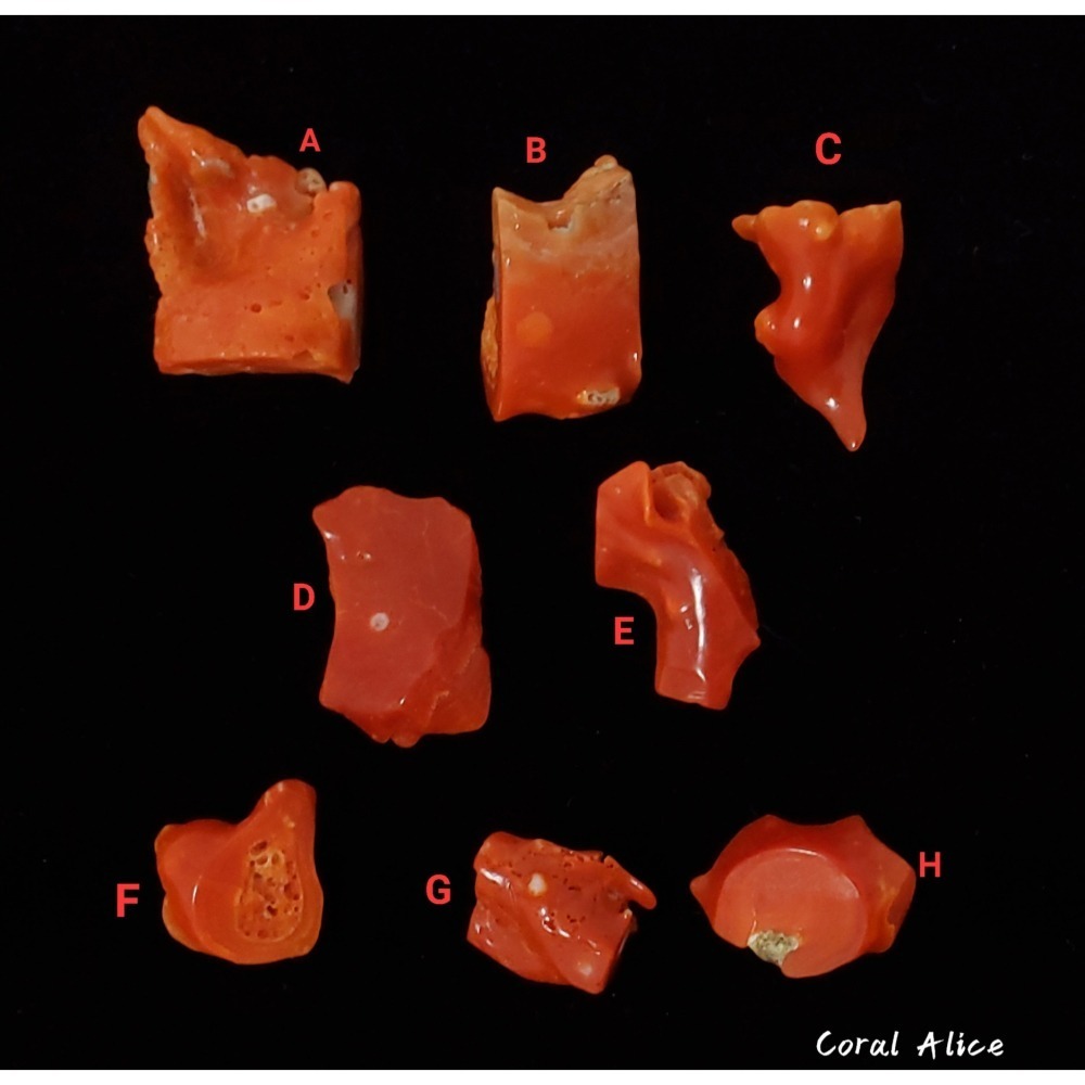 🌟Coral珊寶手作-天然阿卡aka珊瑚/紅珊瑚枝片 14-24mm CO2P1-816-細節圖3