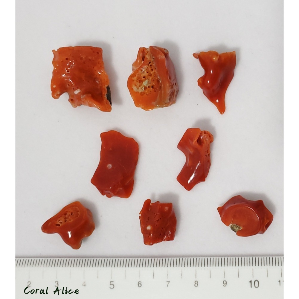 🌟Coral珊寶手作-天然阿卡aka珊瑚/紅珊瑚枝片 14-24mm CO2P1-816-細節圖7