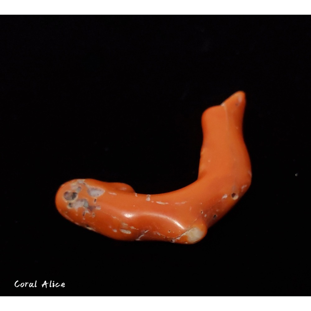 🌟Coral珊寶手作-天然阿卡老珊瑚塊 43.9mm CO2P1-856-細節圖2