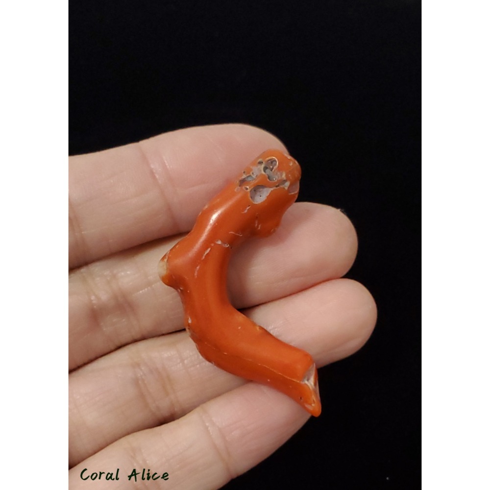 🌟Coral珊寶手作-天然阿卡老珊瑚塊 43.9mm CO2P1-856-細節圖4