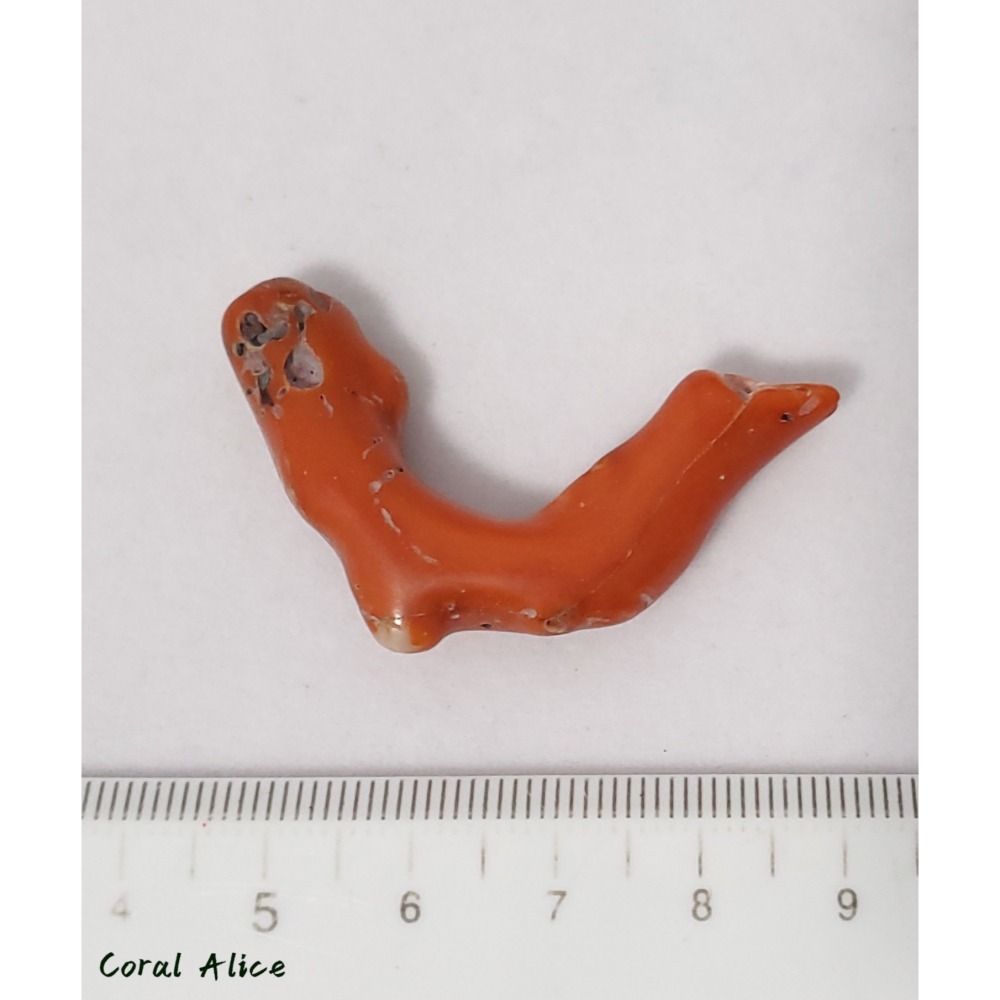 🌟Coral珊寶手作-天然阿卡老珊瑚塊 43.9mm CO2P1-856-細節圖6