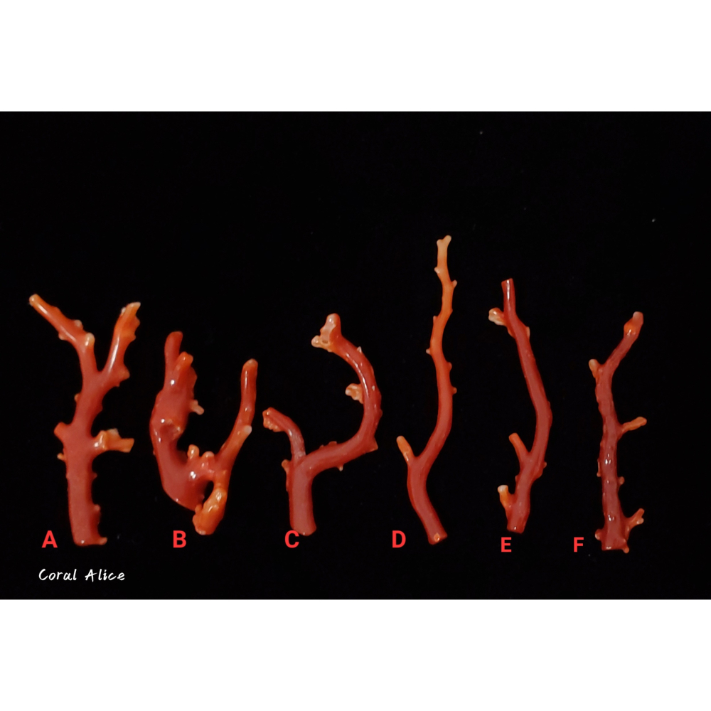 🌟Coral珊寶手作-天然阿卡珊瑚自然枝 38.0-47.5mm CO2P1-871-細節圖3