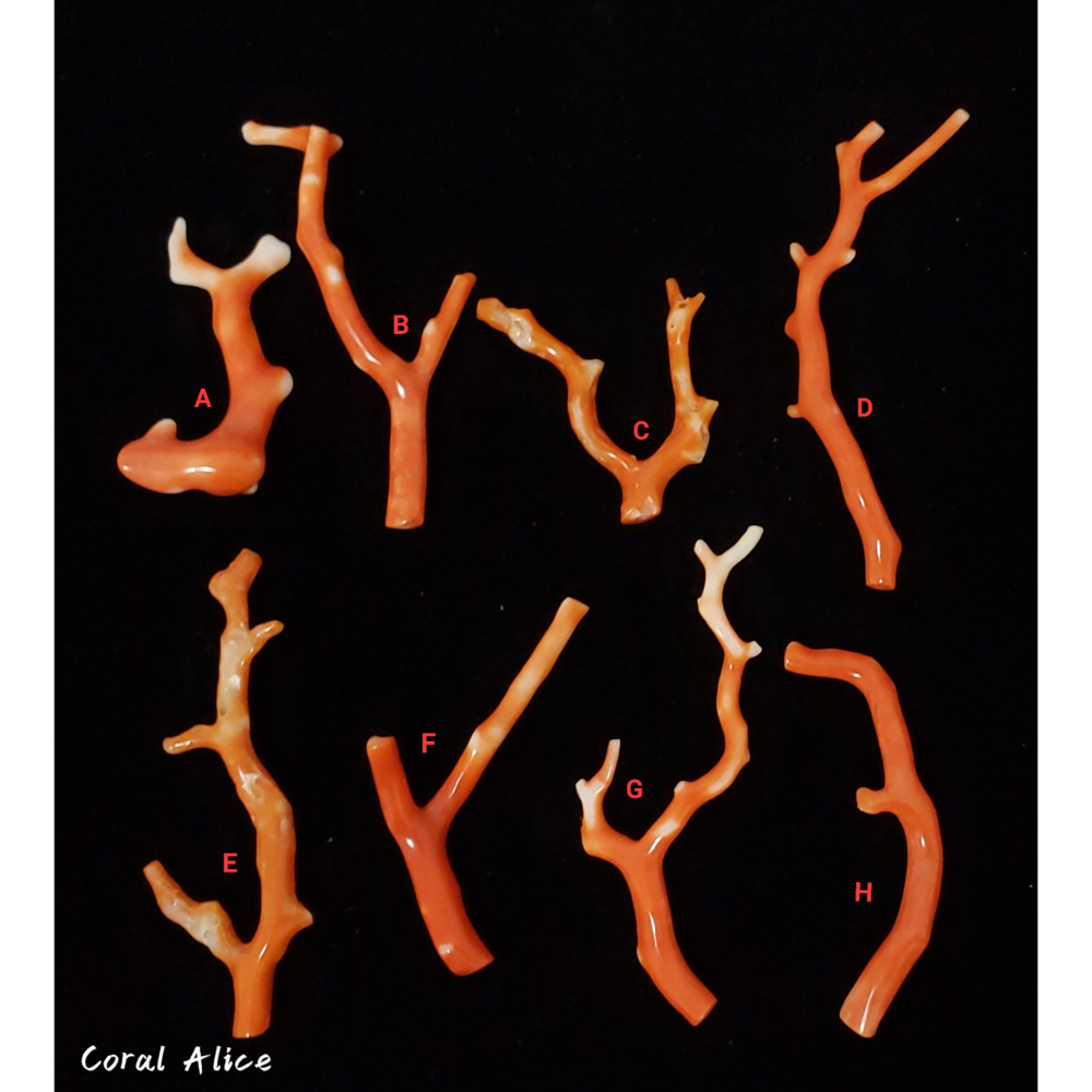 🌟Coral珊寶手作-天然momo/阿卡珊瑚自然枝 CO2P1-920-細節圖5