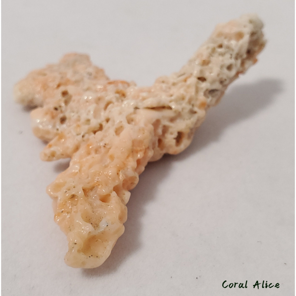 🌟Coral珊寶手作-天然淺水珊瑚自然枝(蟲體) 72.7mm CO2P1-924-細節圖7