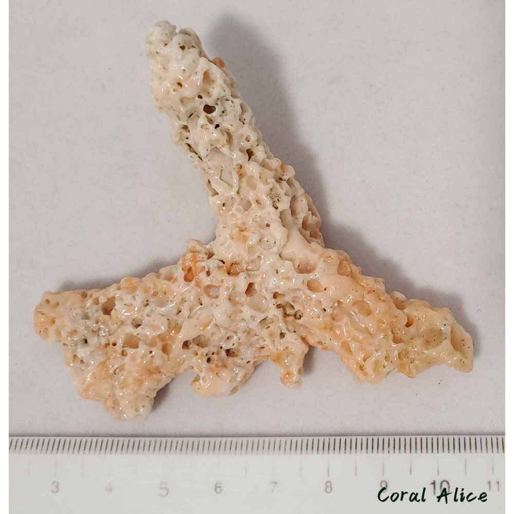 🌟Coral珊寶手作-天然淺水珊瑚自然枝(蟲體) 72.7mm CO2P1-924-細節圖10