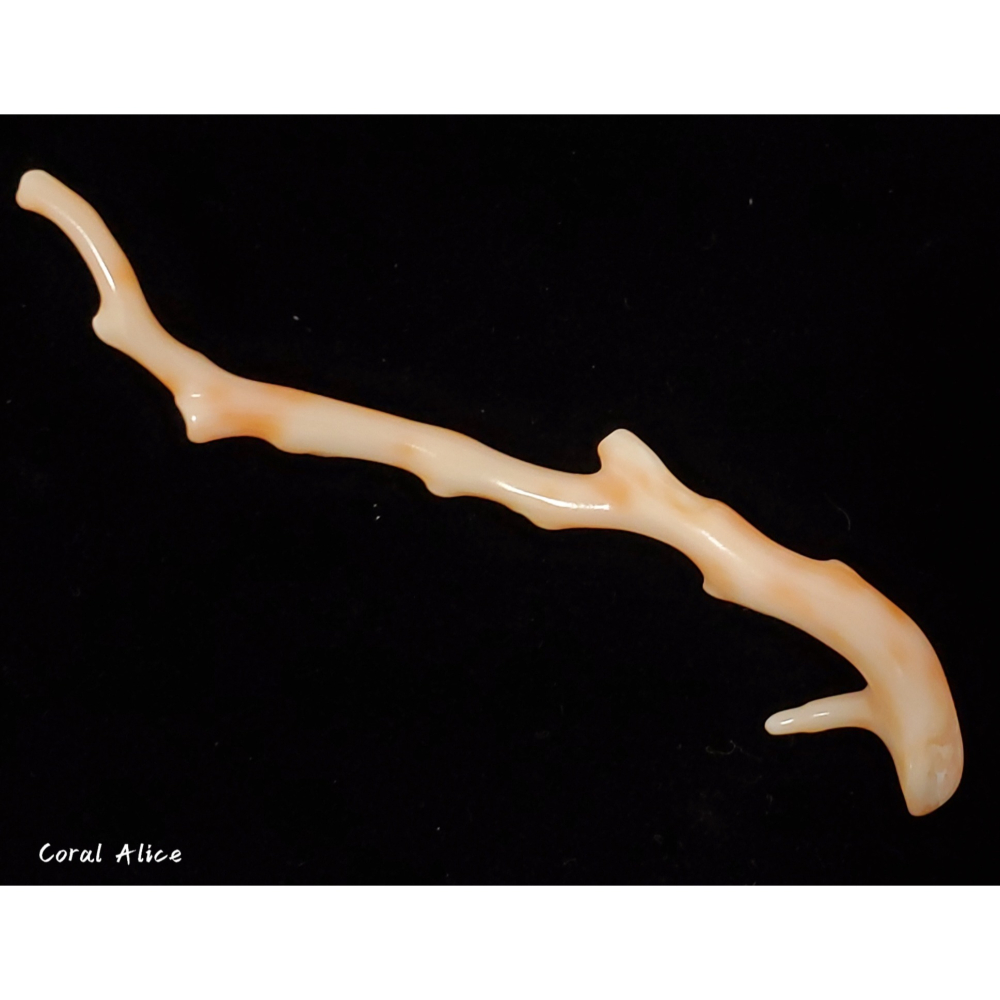 🌟Coral珊寶手作-天然深水珊瑚自然枝10.7cm CO2P1-931-細節圖2