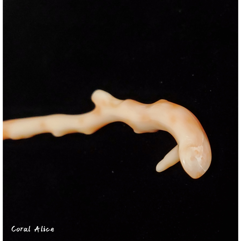 🌟Coral珊寶手作-天然深水珊瑚自然枝10.7cm CO2P1-931-細節圖4