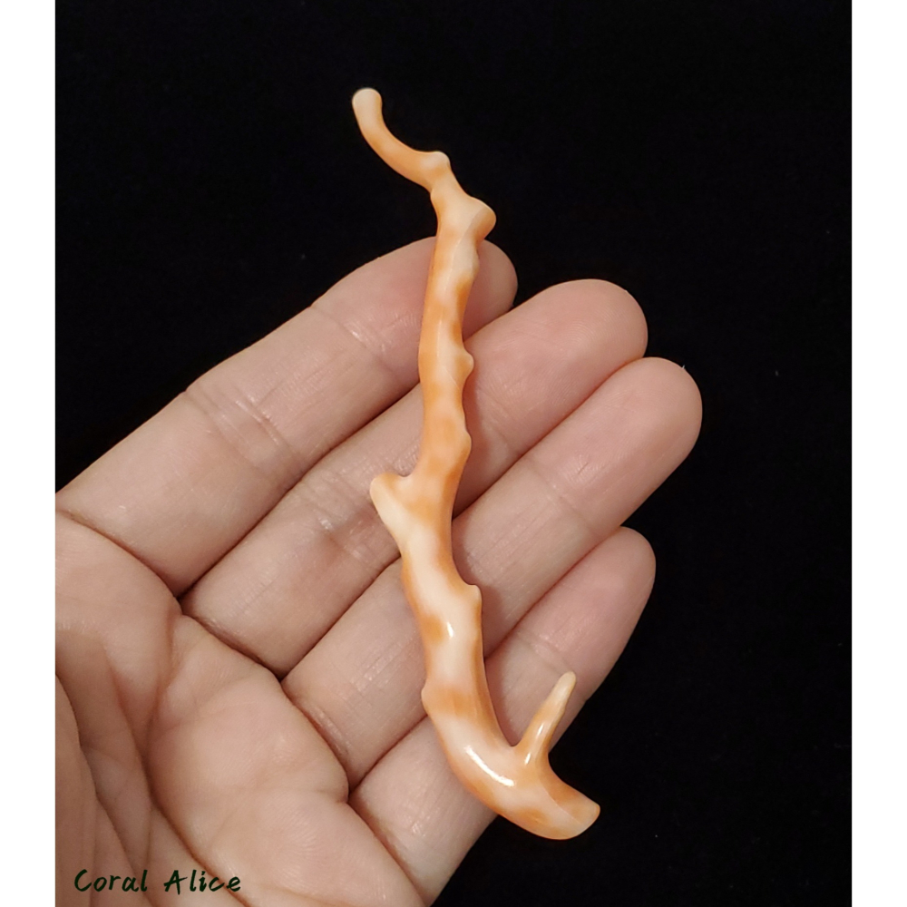 🌟Coral珊寶手作-天然深水珊瑚自然枝10.7cm CO2P1-931-細節圖5