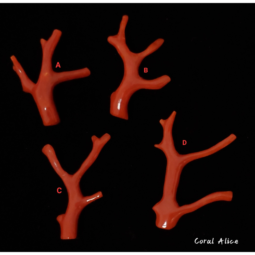 🌟Coral珊寶手作-天然沙丁紅珊瑚自然枝 CO2P1-941-細節圖2