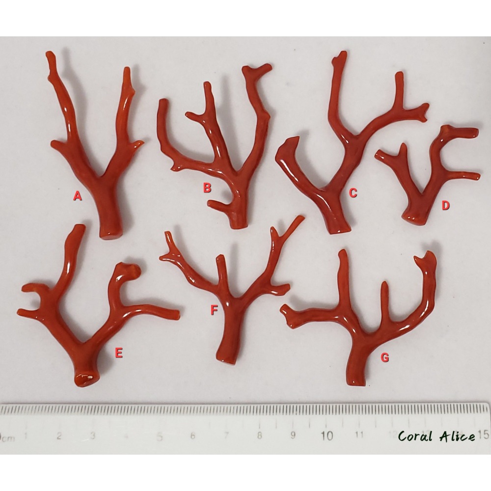 🌟Coral珊寶手作-天然沙丁珊瑚/紅珊瑚自然枝 #天然珊瑚 CO2P1-944-細節圖11