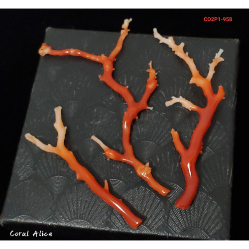 🌟Coral珊寶手作-天然阿卡珊瑚 紅珊瑚自然枝(無孔) CO2P1-958