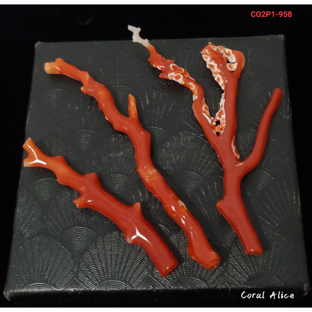 🌟Coral珊寶手作-天然阿卡珊瑚 紅珊瑚自然枝(無孔) CO2P1-958-細節圖2