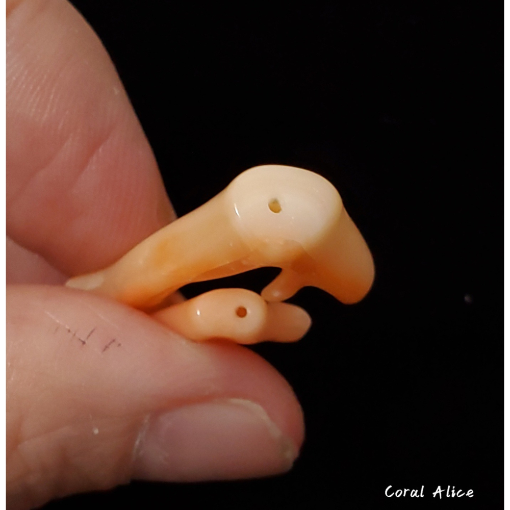 🌟Coral珊寶手作-天然深水珊瑚自然枝(頂半孔) CO2P1-961-細節圖8