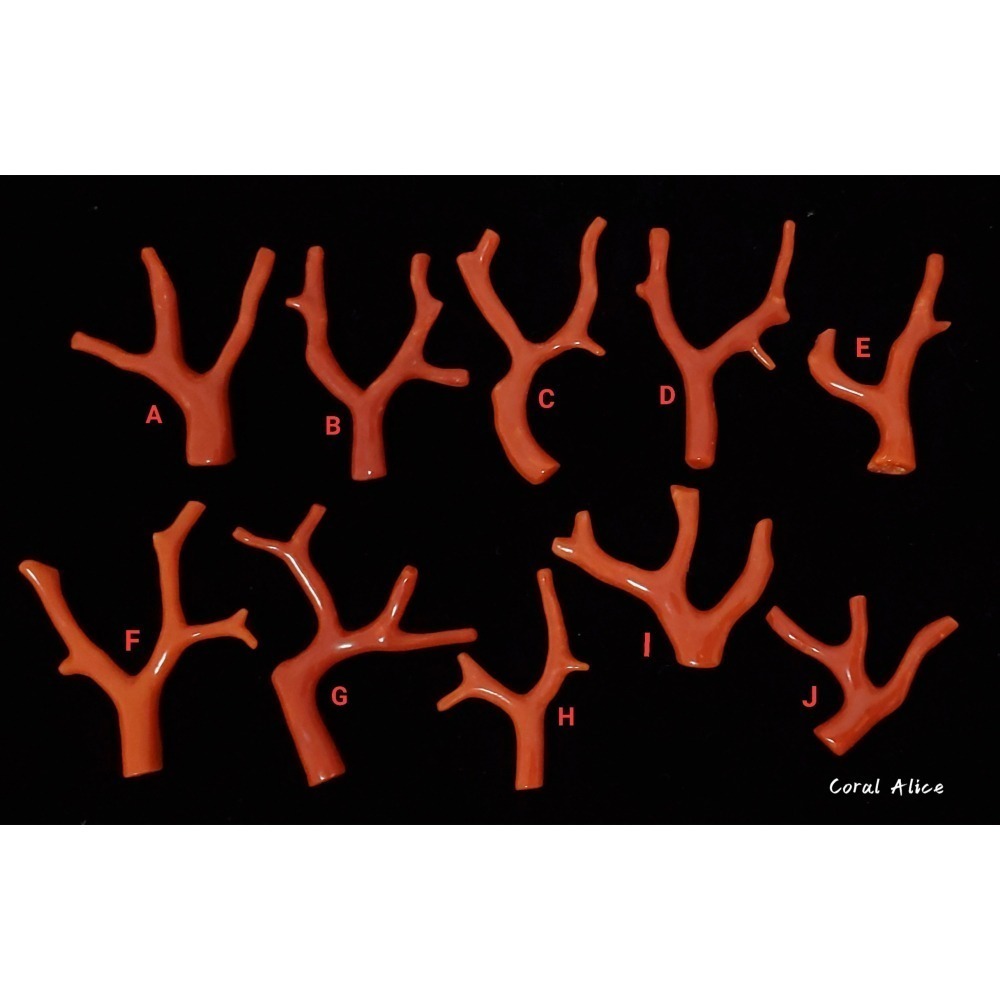 🌟Coral珊寶手作-天然沙丁珊瑚/地中海珊瑚/紅珊瑚自然枝 CO2P1-996-細節圖3