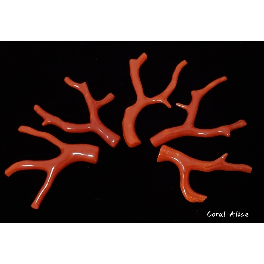 🌟Coral珊寶手作-天然沙丁珊瑚/地中海珊瑚/紅珊瑚自然枝 CO2P1-996-細節圖6
