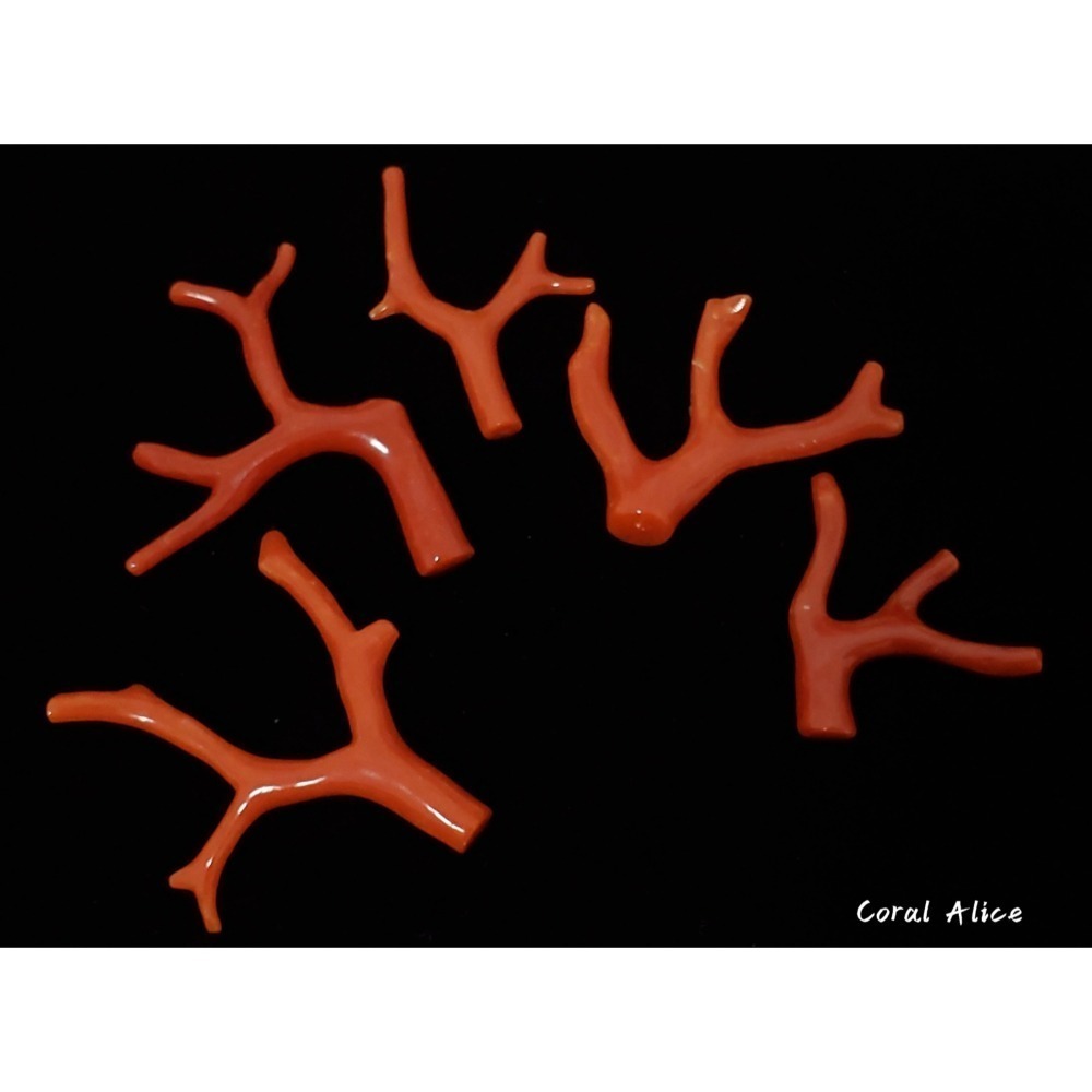 🌟Coral珊寶手作-天然沙丁珊瑚/地中海珊瑚/紅珊瑚自然枝 CO2P1-996-細節圖7