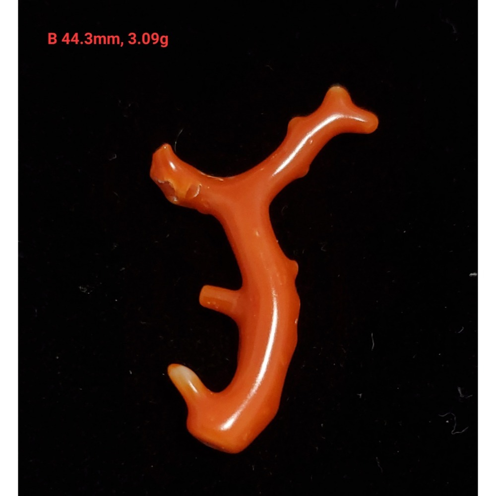 🌟Coral珊寶手作-天然阿卡珊瑚/momo珊瑚自然枝(無孔) 38.6-54.3mm CO2P1-255-規格圖10