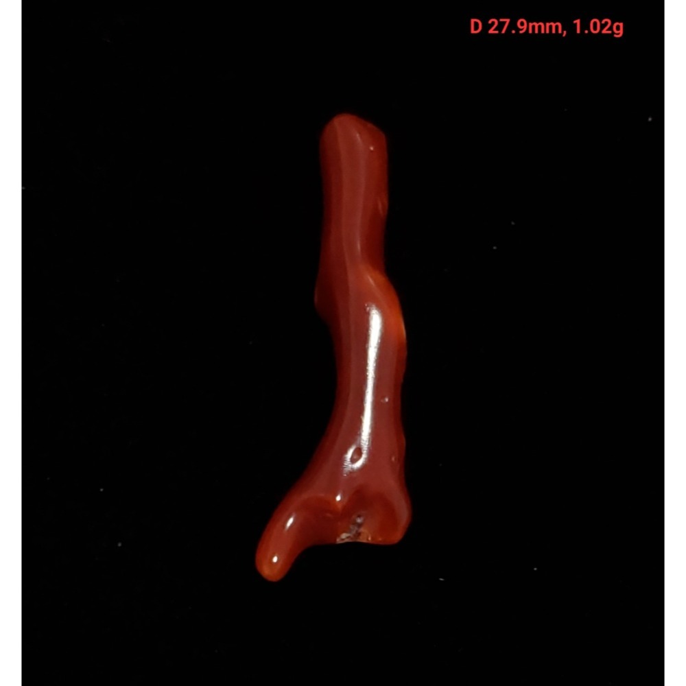 🌟Coral珊寶手作-天然阿卡珊瑚自然枝(無孔) 19.6-49.9mm CO2P1-257-規格圖10