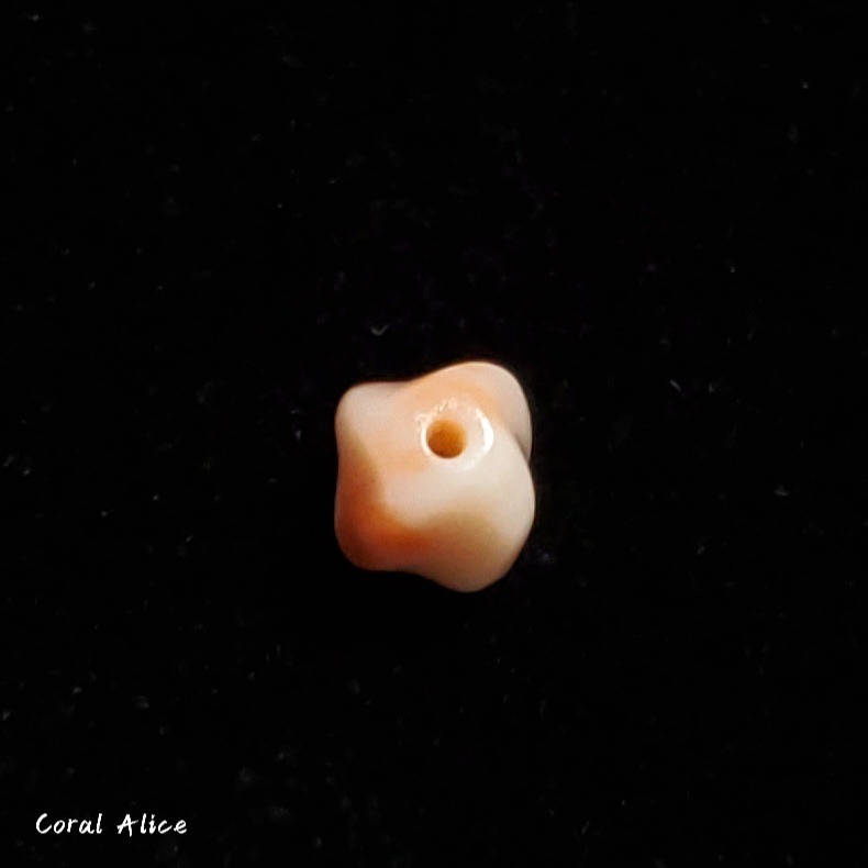 🌟Coral珊寶手作-天然深水珊瑚螺旋珠(直通孔) 10.1*6.6mm CO2P1-259-細節圖4