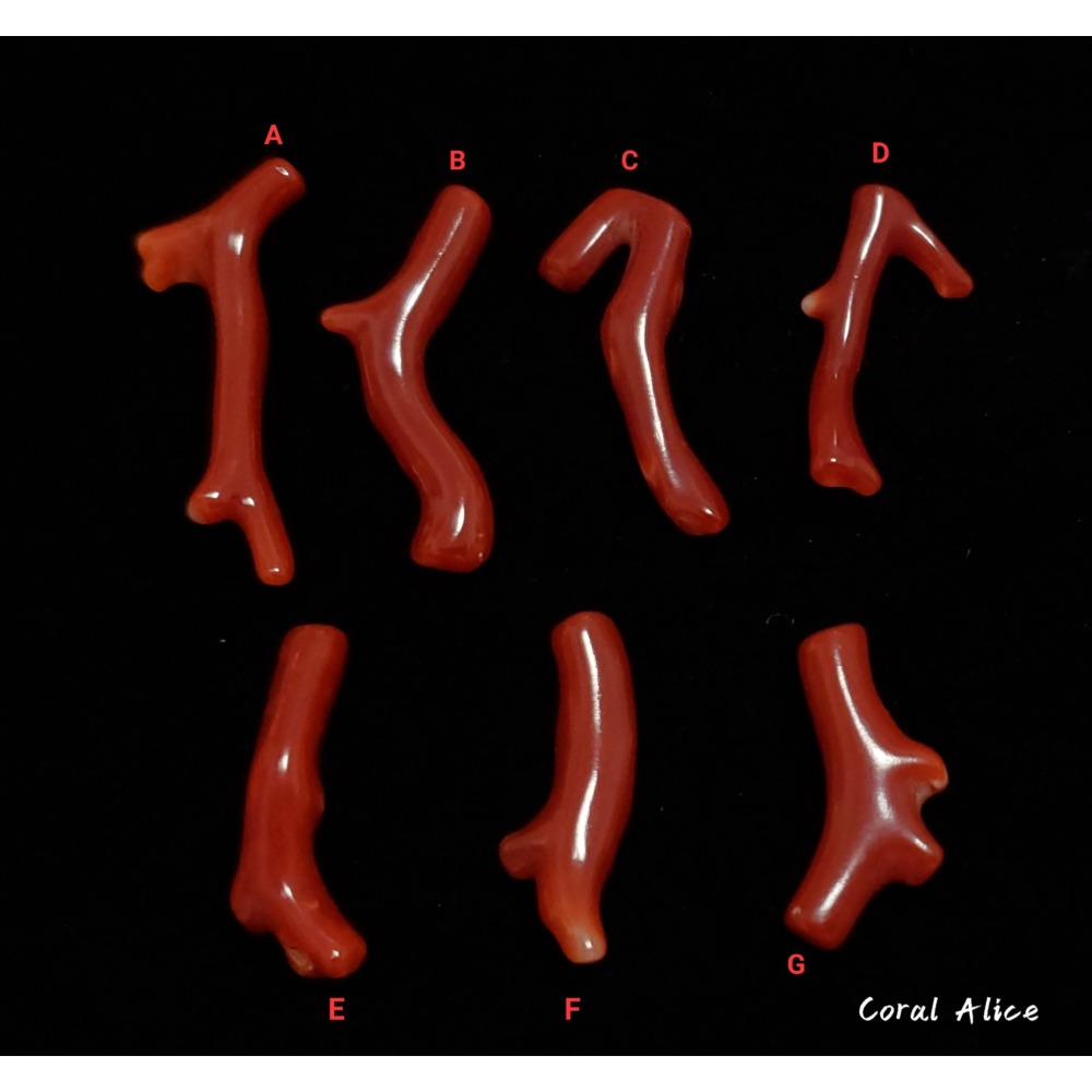 🌟Coral珊寶手作-天然阿卡珊瑚自然枝(無孔) 20.8-33.0mm CO2P1-261-細節圖2