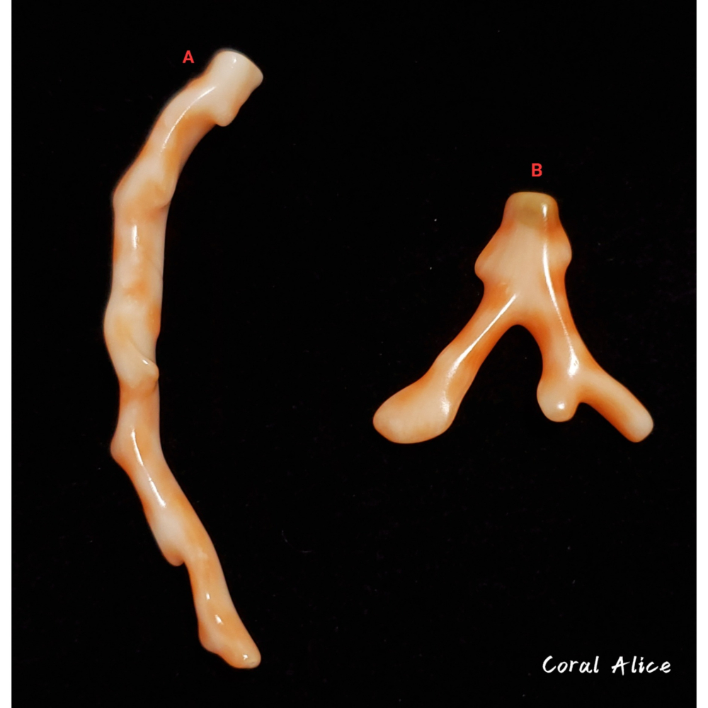 🌟Coral珊寶手作-天然深水珊瑚自然枝 CO2P1-269-細節圖3