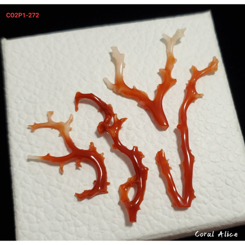 🌟Coral珊寶手作-天然阿卡珊瑚/紅珊瑚自然枝 CO2P1-272