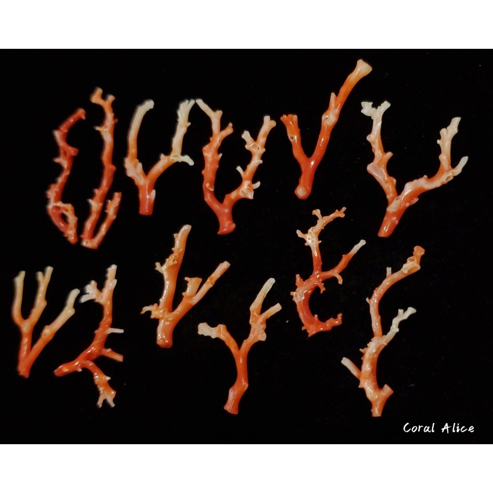🌟Coral珊寶手作-天然阿卡珊瑚/紅珊瑚自然枝 CO2P1-272-細節圖6