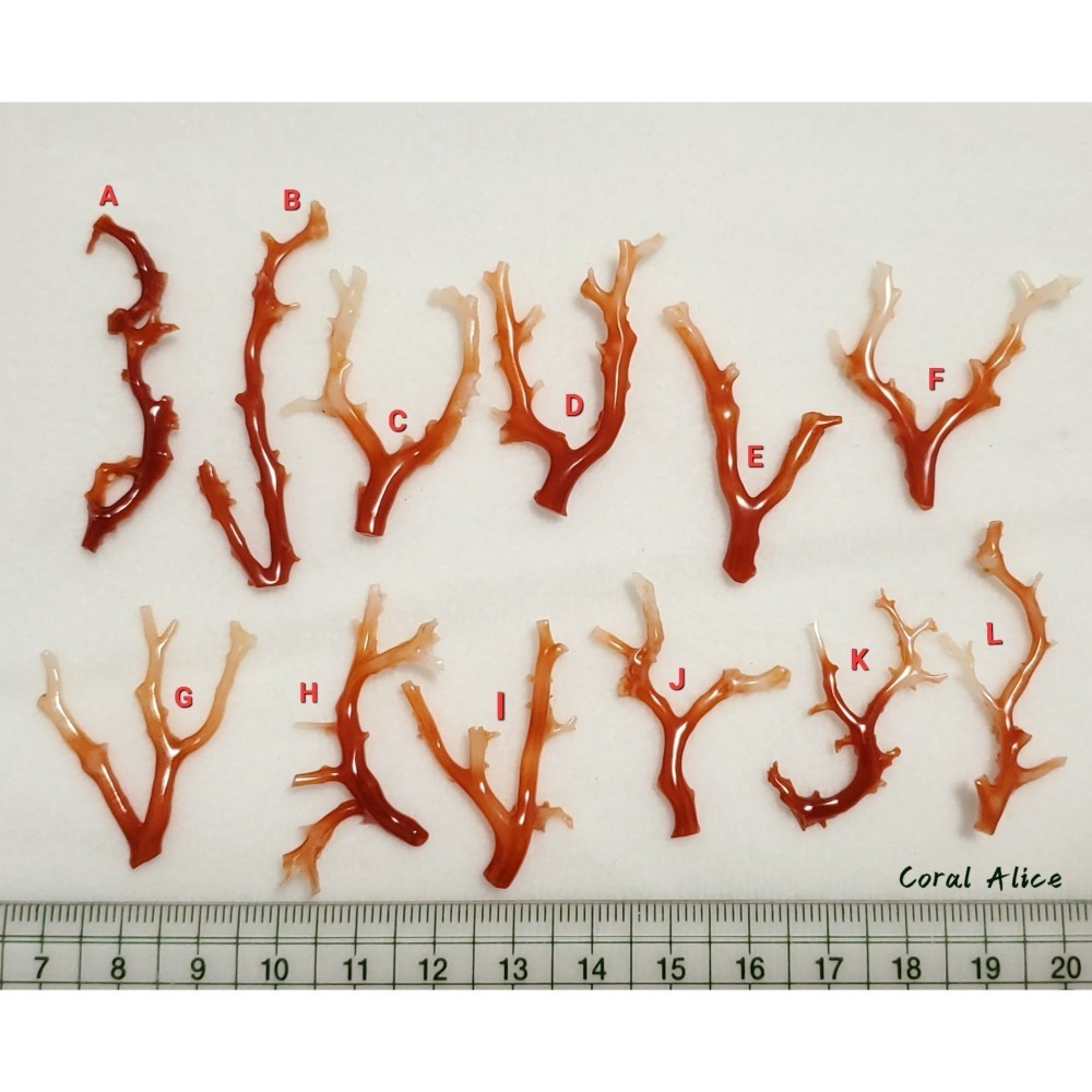 🌟Coral珊寶手作-天然阿卡珊瑚/紅珊瑚自然枝 CO2P1-272-細節圖11
