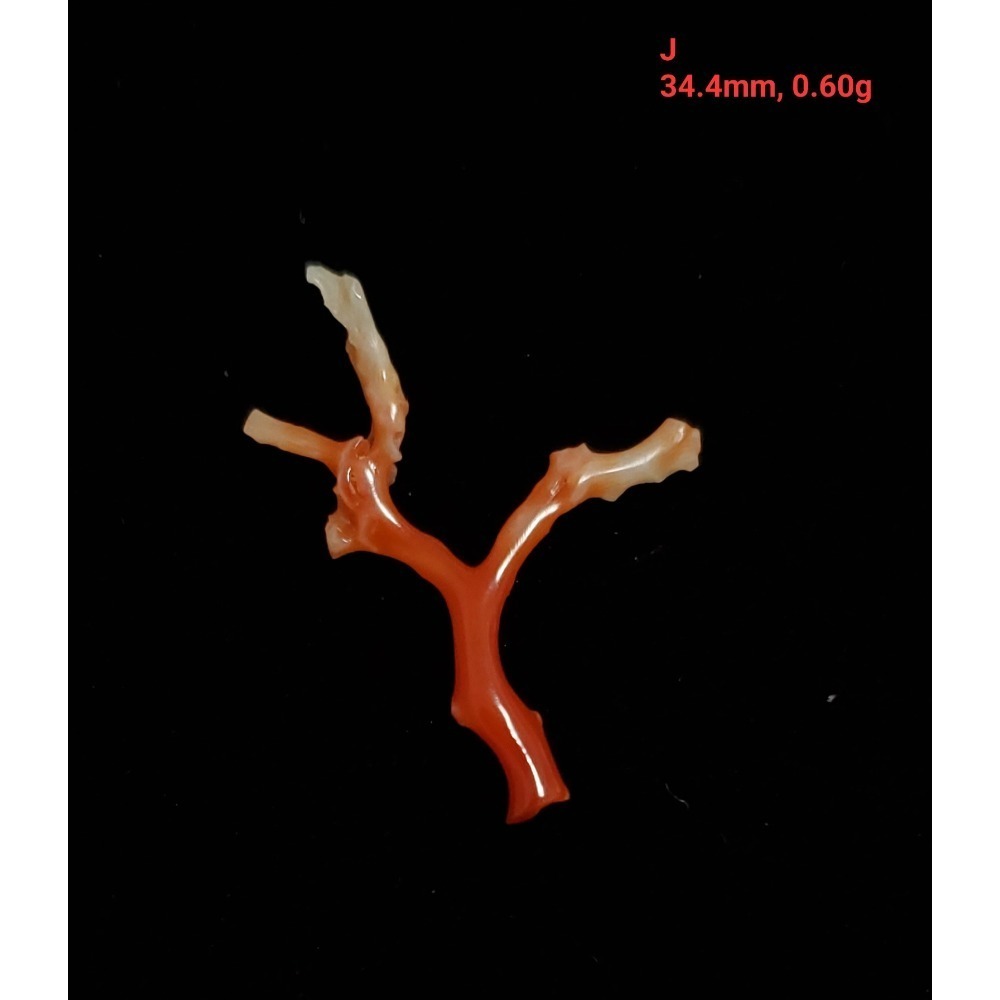 🌟Coral珊寶手作-天然阿卡珊瑚/紅珊瑚自然枝 CO2P1-272-規格圖11