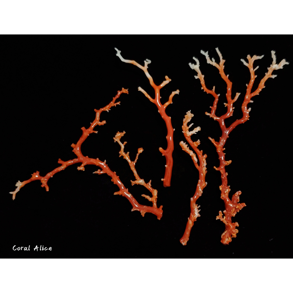 🌟Coral珊寶手作-天然阿卡珊瑚/momo珊瑚自然枝 CO2P1-275-細節圖3