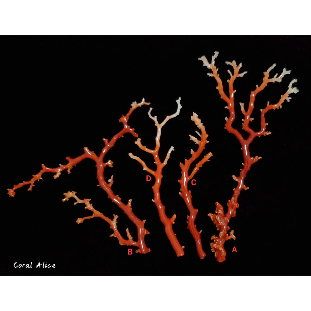 🌟Coral珊寶手作-天然阿卡珊瑚/momo珊瑚自然枝 CO2P1-275-細節圖4