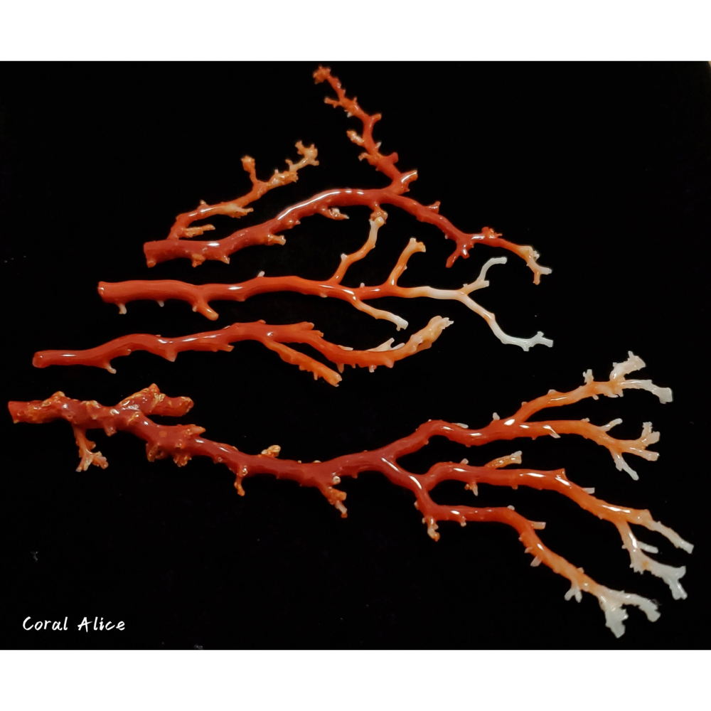 🌟Coral珊寶手作-天然阿卡珊瑚/momo珊瑚自然枝 CO2P1-275-細節圖5