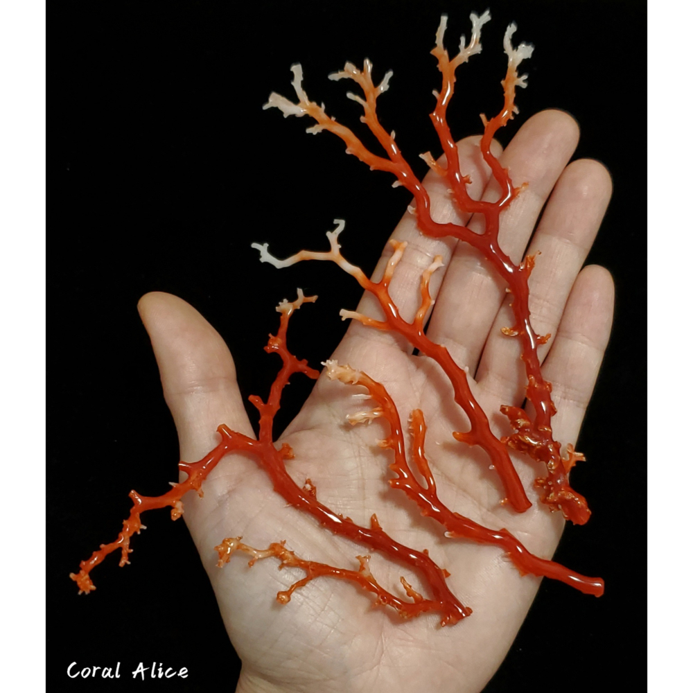 🌟Coral珊寶手作-天然阿卡珊瑚/momo珊瑚自然枝 CO2P1-275-細節圖6
