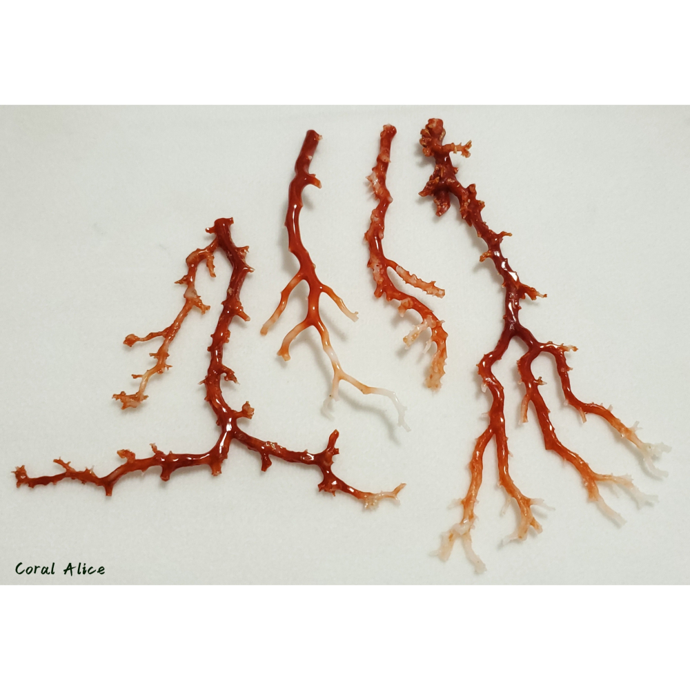 🌟Coral珊寶手作-天然阿卡珊瑚/momo珊瑚自然枝 CO2P1-275-細節圖7