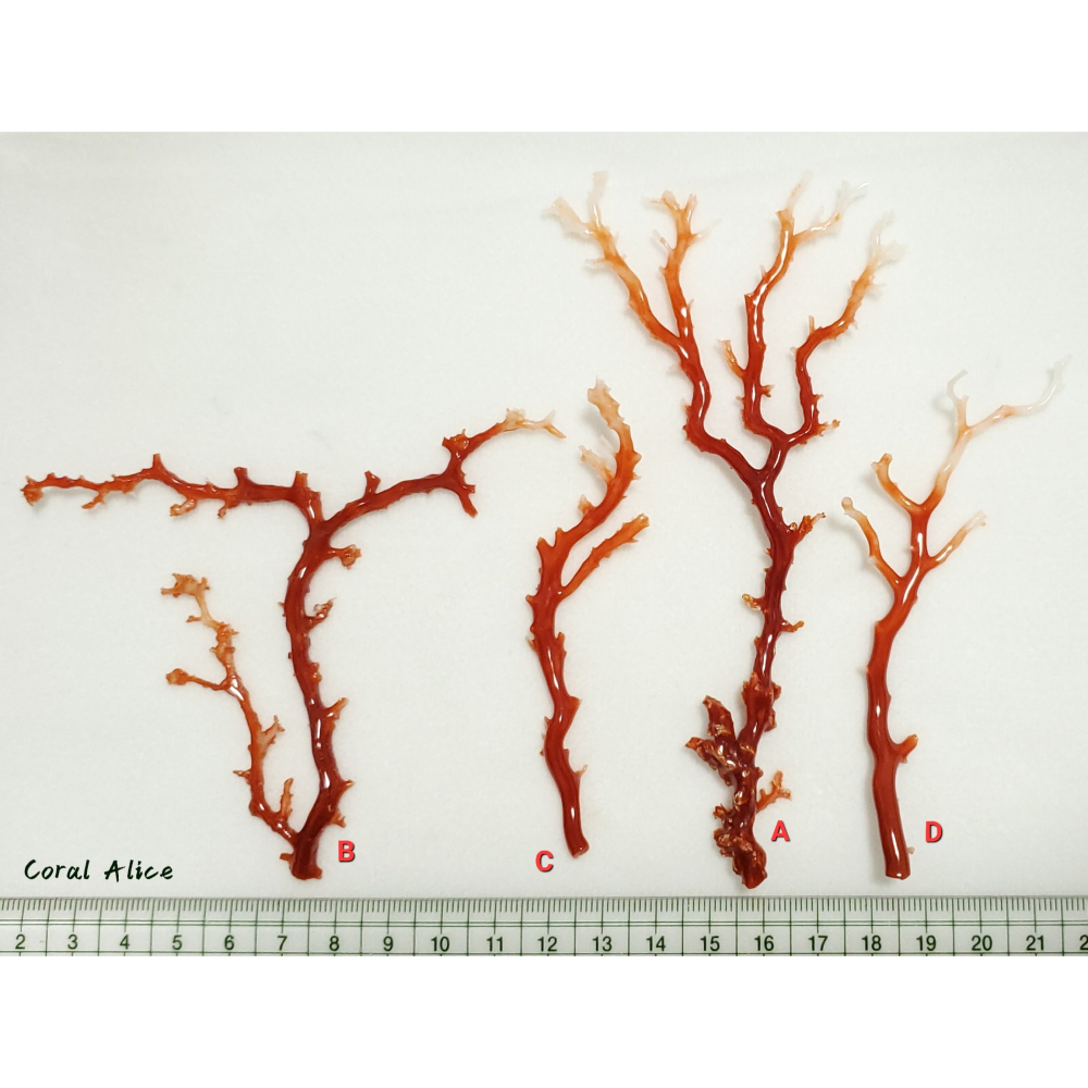 🌟Coral珊寶手作-天然阿卡珊瑚/momo珊瑚自然枝 CO2P1-275-細節圖8