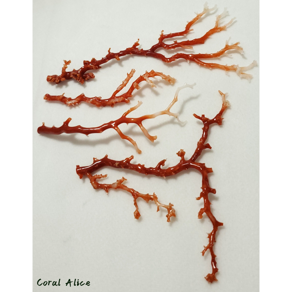 🌟Coral珊寶手作-天然阿卡珊瑚/momo珊瑚自然枝 CO2P1-275-細節圖9