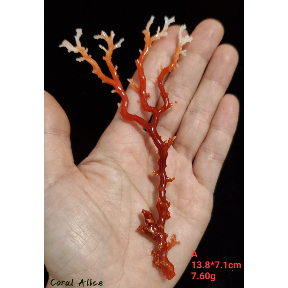 🌟Coral珊寶手作-天然阿卡珊瑚/momo珊瑚自然枝 CO2P1-275-規格圖9