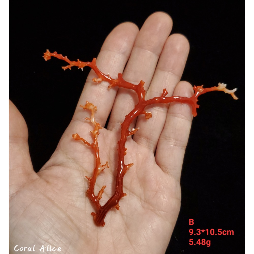 🌟Coral珊寶手作-天然阿卡珊瑚/momo珊瑚自然枝 CO2P1-275-規格圖9