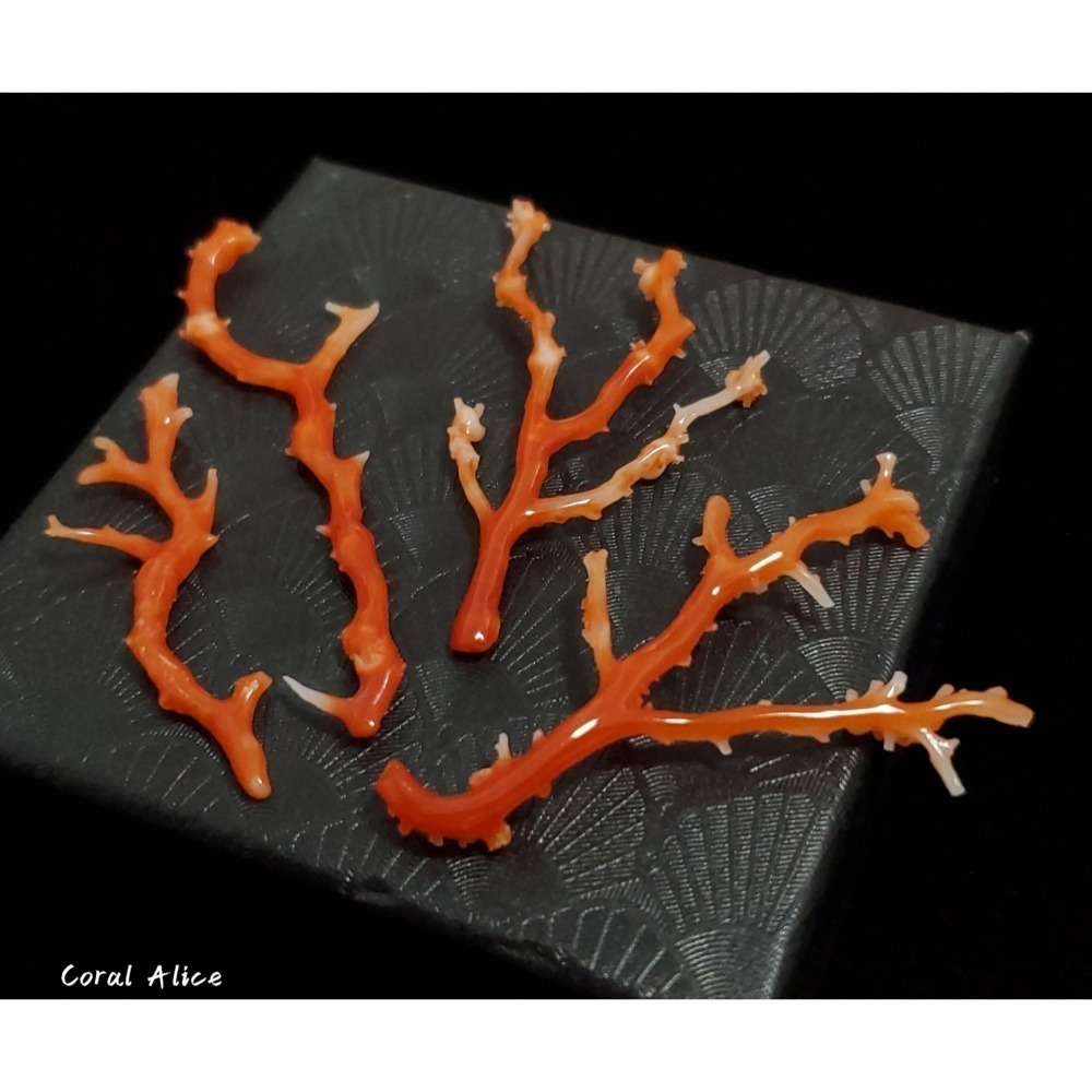 🌟Coral珊寶手作-天然阿卡珊瑚自然枝 37.1-80.0mm CO2P1-276-細節圖2