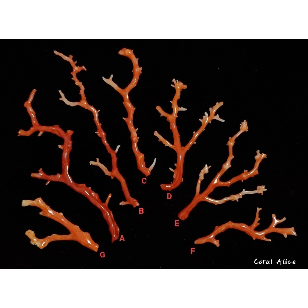 🌟Coral珊寶手作-天然阿卡珊瑚自然枝 37.1-80.0mm CO2P1-276-細節圖3