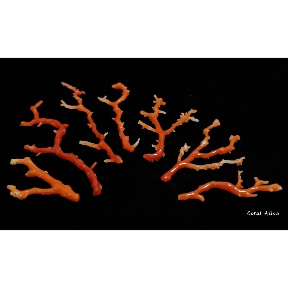 🌟Coral珊寶手作-天然阿卡珊瑚自然枝 37.1-80.0mm CO2P1-276-細節圖4