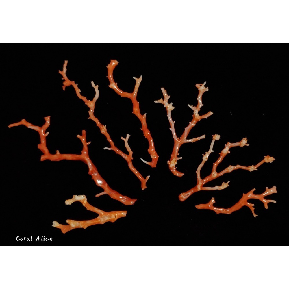 🌟Coral珊寶手作-天然阿卡珊瑚自然枝 37.1-80.0mm CO2P1-276-細節圖5