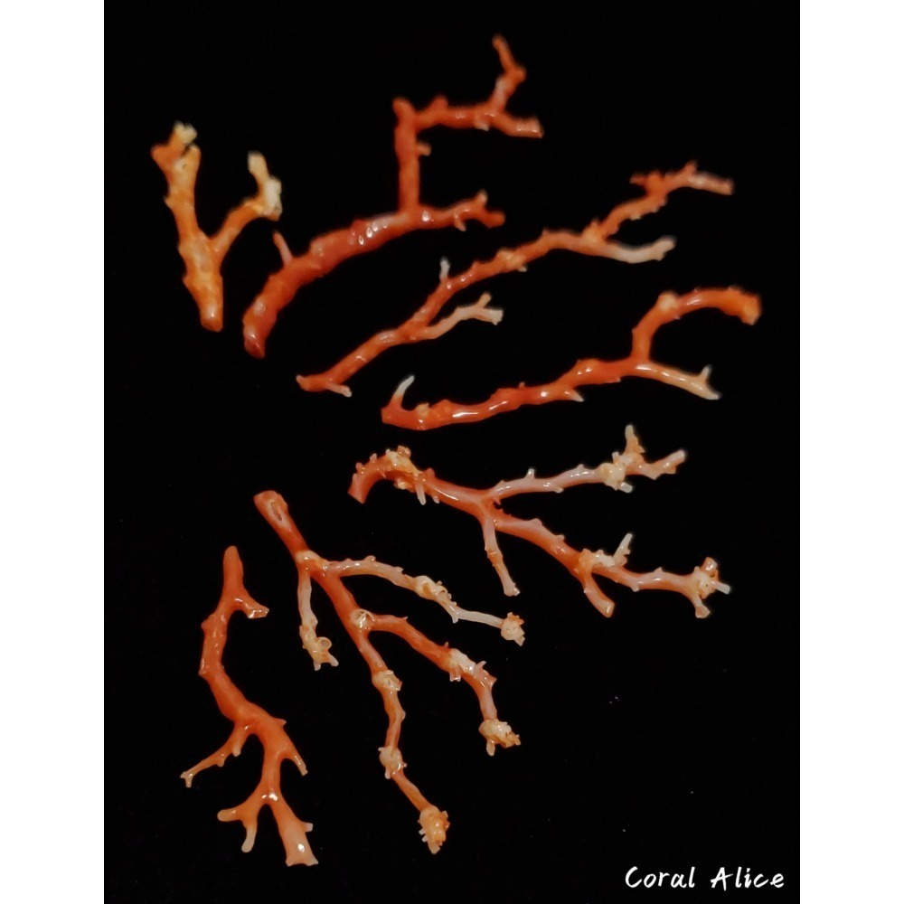 🌟Coral珊寶手作-天然阿卡珊瑚自然枝 37.1-80.0mm CO2P1-276-細節圖6