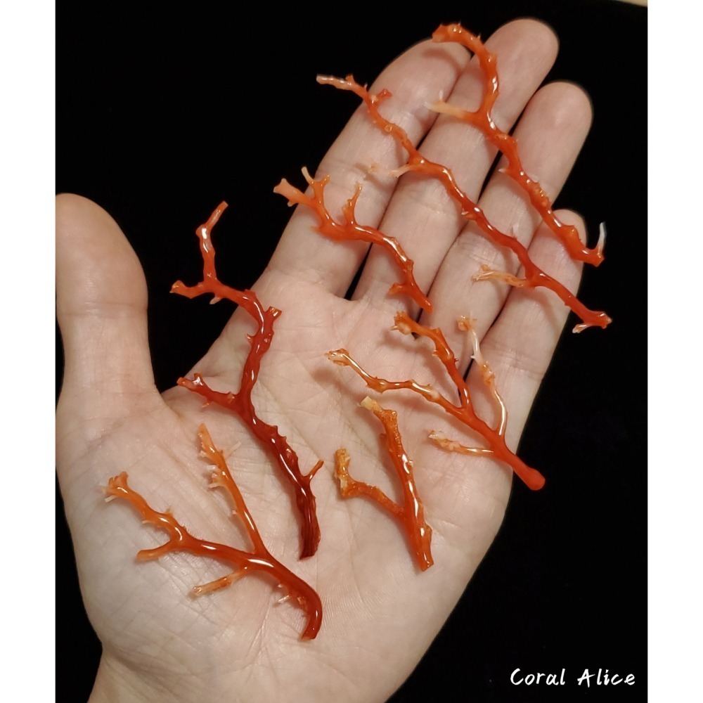 🌟Coral珊寶手作-天然阿卡珊瑚自然枝 37.1-80.0mm CO2P1-276-細節圖7