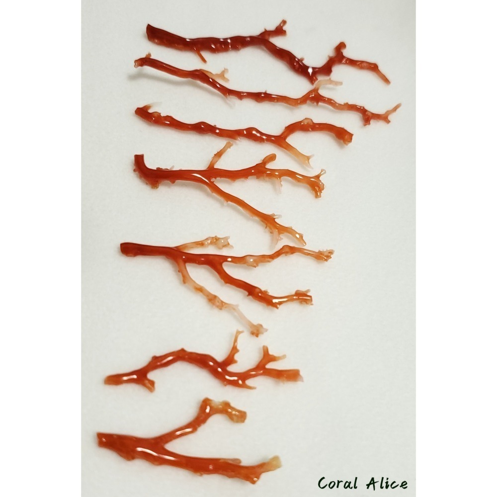 🌟Coral珊寶手作-天然阿卡珊瑚自然枝 37.1-80.0mm CO2P1-276-細節圖8